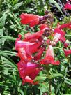 Penstemon