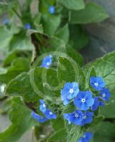 Pentaglottis sempervirens