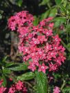 Pentas lanceolata