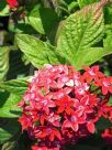 Pentas lanceolata