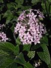 Pentas lanceolata