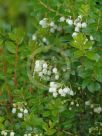 Gaultheria mucronata