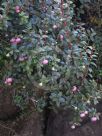 Gaultheria mucronata