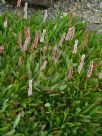 Persicaria affinis