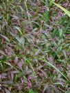 Persicaria decipiens