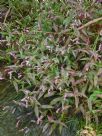 Persicaria decipiens