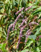 Persicaria orientalis