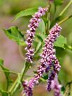 Persicaria orientalis