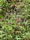 Persicaria orientalis