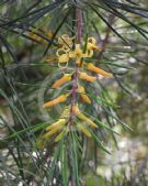 Persoonia linearis