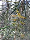 Persoonia linearis