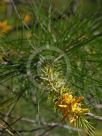 Persoonia pinifolia