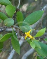 Persoonia stradbrokensis