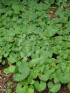 Petasites fragrans