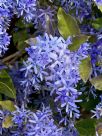 Petrea volubilis