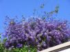 Petrea volubilis