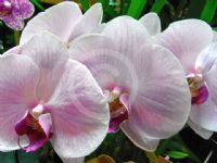 Phalaenopsis