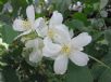 Philadelphus coronarius