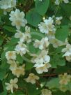 Philadelphus coronarius