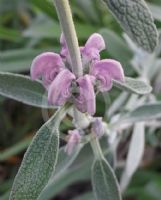 Phlomis purpurea