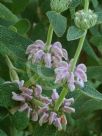 Phlomis purpurea