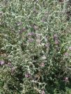 Phlomis purpurea