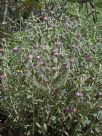 Phlomis purpurea