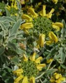 Phlomis fruticosa