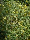 Phlomis fruticosa