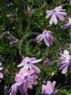 Phlox subulata