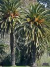 Phoenix canariensis