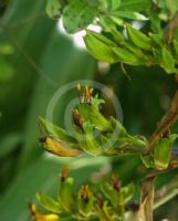 Phormium cookianum