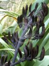 Phormium tenax