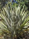 Phormium tenax