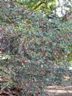 Photinia davidiana