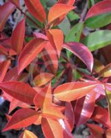 Photinia glabra Rubens