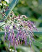 Phragmites australis