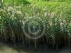 Phragmites australis