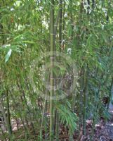 Phyllostachys bambusoides