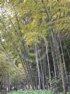 Phyllostachys edulis