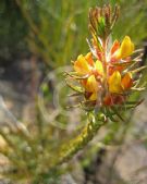 Phyllota grandiflora