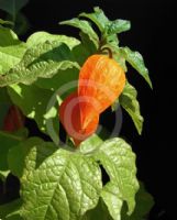 Physalis alkekengi franchetii