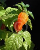 Physalis alkekengi franchetii