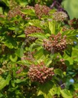 Physocarpus opulifolius Dart's Gold