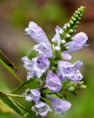 Physostegia virginiana