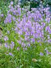 Physostegia virginiana