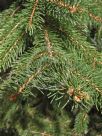 Picea abies