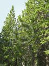 Picea abies