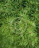 Picea glauca albertiana Conica