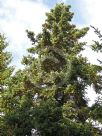 Picea glauca